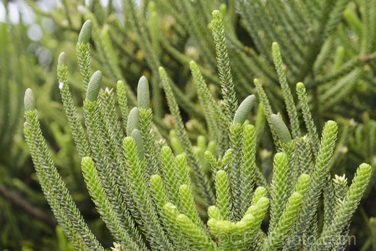 Norfolk Pine (<i>Araucaria heterophylla [syn. Araucaria excelsa]) with developing male cones. Endemic to Norfolk Island, this tree has the unusual habit of being very upright despite constant exposure to wind, which makes it a very popular coastal tree in areas that are mild enough to support it. Order: Pinales, Family: Araucariaceae