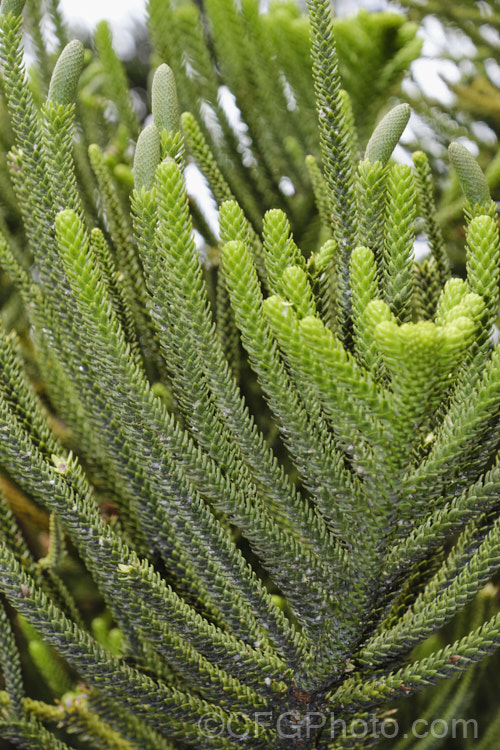 Norfolk Pine (<i>Araucaria heterophylla [syn. Araucaria excelsa]) with developing male cones. Endemic to Norfolk Island, this tree has the unusual habit of being very upright despite constant exposure to wind, which makes it a very popular coastal tree in areas that are mild enough to support it. Order: Pinales, Family: Araucariaceae