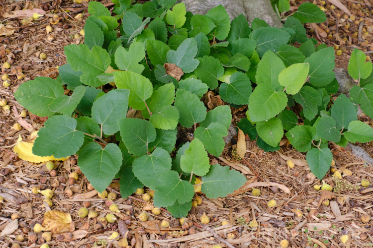 Suckers at the base of a Bedu, Wild Fig or Punjab Fig (<i>Ficus palmata</i>), a deciduous, 5-9m tall tree native to the Himalayan region where it occurs at elevations of up to 1600m. It is closely related to the common edible fig (<i>Ficus carica</i>) and has similar fruits but is readily distinguished by is un-lobed deltoid leaves. Order: Rosales, Family: Moraceae