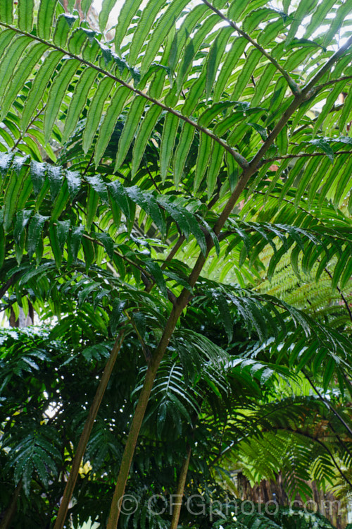 King Fern, Para or Potato Fern (<i>Marattia salicina [syn. Ptisana salicina]), a huge rhizomatous fern from Australasia and tropical Asia with edible rhizomes and fronds up to 36m long. ptisana-3681htm'>Ptisana. <a href='marattiaceae-plant-family-photoshtml'>Marattiaceae</a>.