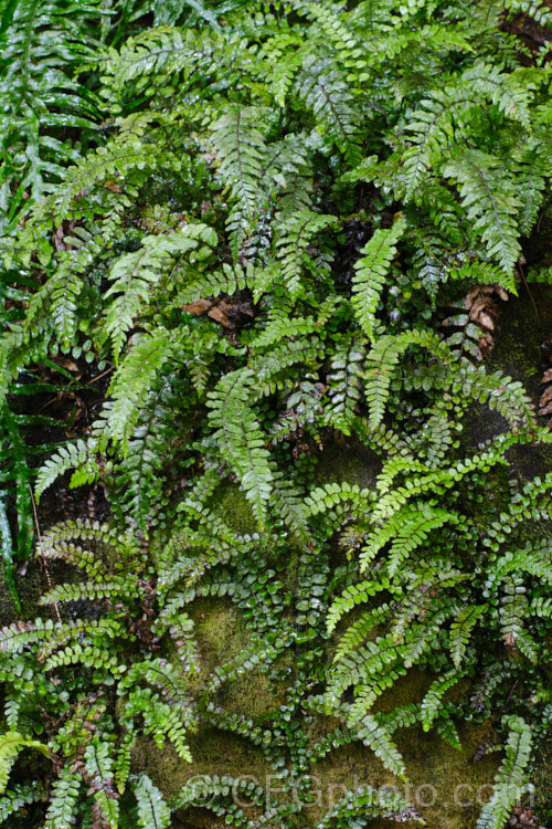 Thread. Fern (<i>Blechnum filiforme</i>), a small fern native to New Zealand and Fiji. It occurs in two distinct forms, depending on whether it is scrambling or climbing, the fronds of the climbing form being considerably larger. As can be seen even in this image of a young plant, the higher fronds are larger than those at ground level