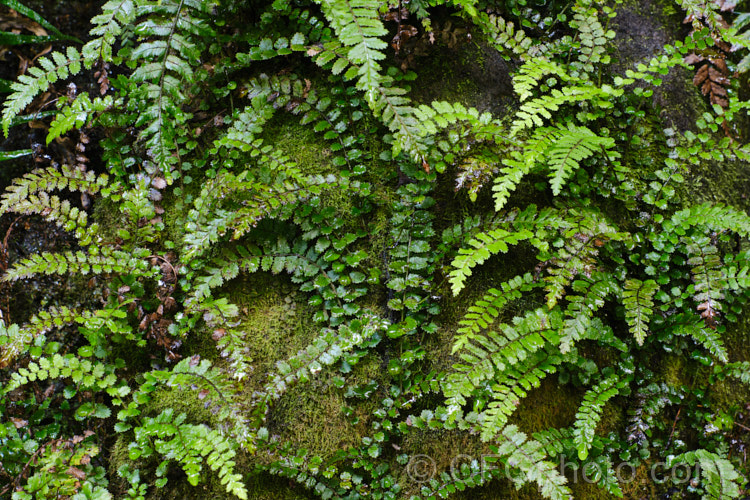 Thread. Fern (<i>Blechnum filiforme</i>), a small fern native to New Zealand and Fiji. It occurs in two distinct forms, depending on whether it is scrambling or climbing, the fronds of the climbing form being considerably larger. As can be seen even in this image of a young plant, the higher fronds are larger than those at ground level