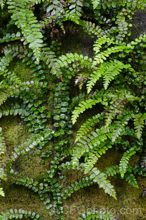 Thread. Fern (<i>Blechnum filiforme</i>), a small fern native to New Zealand and Fiji. It occurs in two distinct forms, depending on whether it is scrambling or climbing, the fronds of the climbing form being considerably larger. As can be seen even in this image of a young plant, the higher fronds are larger than those at ground level