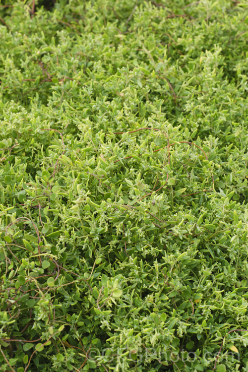 Spear. Saltbush or Common Orache (<i>Atriplex patula</i>), a scrambling perennial that is widespread in the temperate to subtropical regions, particularly in coastal areas. It can behave as a groundcover, but where possible it will grow through other plants. atriplex-3513htm'>Atriplex. Order: Caryophyllales, Family: Amaranthaceae Order: Caryophyllales</a>