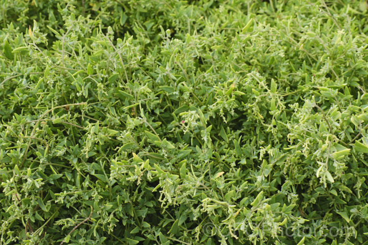 Spear. Saltbush or Common Orache (<i>Atriplex patula</i>), a scrambling perennial that is widespread in the temperate to subtropical regions, particularly in coastal areas. It can behave as a groundcover, but where possible it will grow through other plants. atriplex-3513htm'>Atriplex. Order: Caryophyllales, Family: Amaranthaceae Order: Caryophyllales</a>