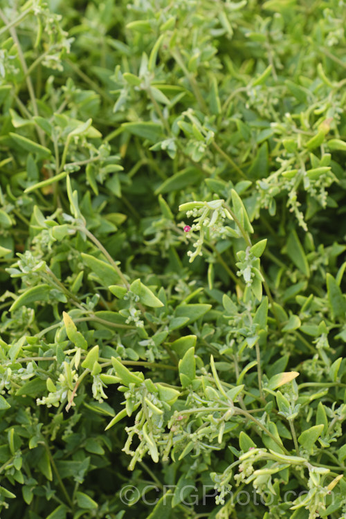 Spear. Saltbush or Common Orache (<i>Atriplex patula</i>), a scrambling perennial that is widespread in the temperate to subtropical regions, particularly in coastal areas. It can behave as a groundcover, but where possible it will grow through other plants. atriplex-3513htm'>Atriplex. Order: Caryophyllales, Family: Amaranthaceae Order: Caryophyllales</a>