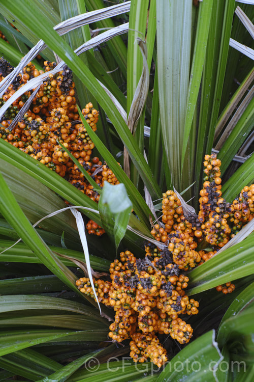 Astelia fragrans, a clumping, evergreen perennial found through most of the damper areas of New Zealand from sea level to 900m. Its spring to early summer heads of tiny greenish cream flowers are followed in autumn by orange fruits. The species was once considered a form of Astelia nervosa. astelia-2377htm'>Astelia. <a href='asteliaceae-plant-family-photoshtml'>Asteliaceae</a>.