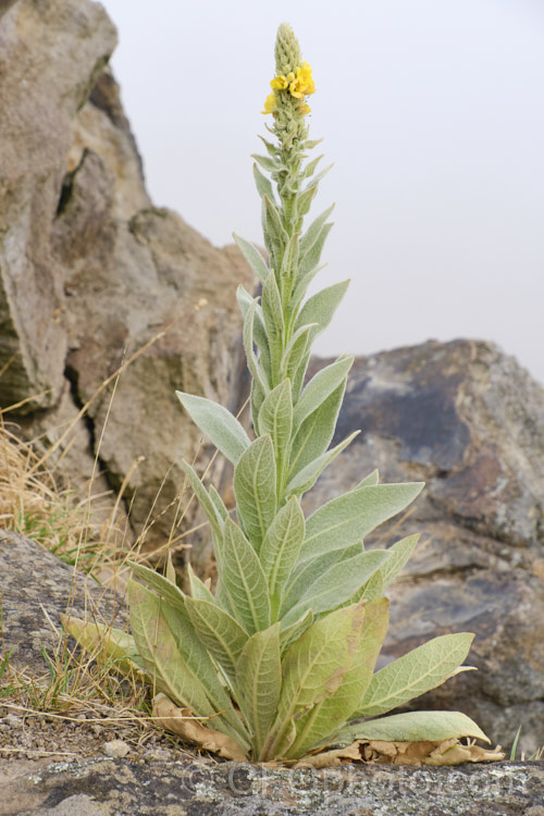 Aaron's Rod (<i>Verbascum thapsus</i>), a Eurasian biennial that in its second year develops a flower spike up to 2m tall It has become widely naturalised and is now considered a weed in many areas, though as it tends to thrive only on poor ground, it is usually tolerated. verbascum-3385htm'>Verbascum. <a href='scrophulariaceae-plant-family-photoshtml'>Scrophulariaceae</a>.