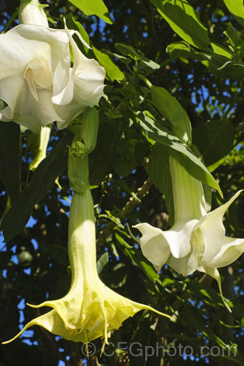 Angel's Trumpet (<i>Brugmansia suaveolens [syn. Datura suaveolens]), a long-flowering evergreen shrub or small tree native to southeastern Brazil. The plant can grow to over 45m tall and can flower year-round in a mild climate. The white and cream trumpet-shaped flowers are up to 30cm long and mildly scented, especially in the evening. This species has been hybridised to produce cultivars in a range of flower colours. As with many species in this genus, all parts of the plant have alkaloids that have a narcotic effect, though they can also be very toxic. brugmansia-2283htm'>Brugmansia.. brugmansia-2283htm'>Brugmansia.