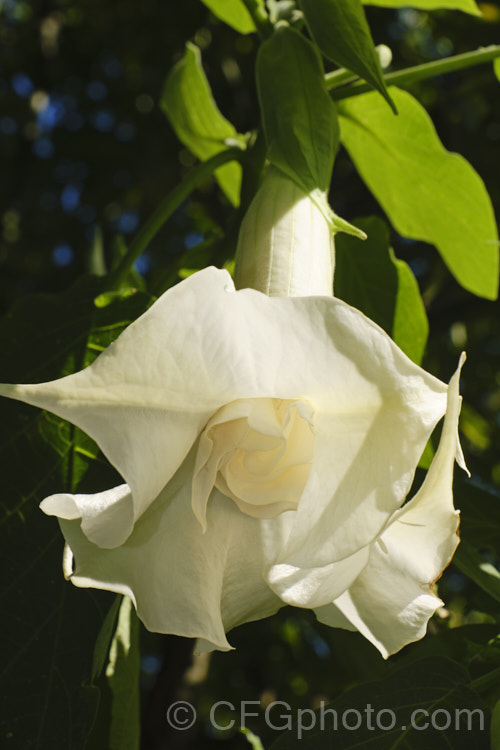 Angel's Trumpet (<i>Brugmansia suaveolens [syn. Datura suaveolens]), a long-flowering evergreen shrub or small tree native to southeastern Brazil. The plant can grow to over 45m tall and can flower year-round in a mild climate. The white and cream trumpet-shaped flowers are up to 30cm long and mildly scented, especially in the evening. This species has been hybridised to produce cultivars in a range of flower colours. As with many species in this genus, all parts of the plant have alkaloids that have a narcotic effect, though they can also be very toxic. brugmansia-2283htm'>Brugmansia.. brugmansia-2283htm'>Brugmansia.