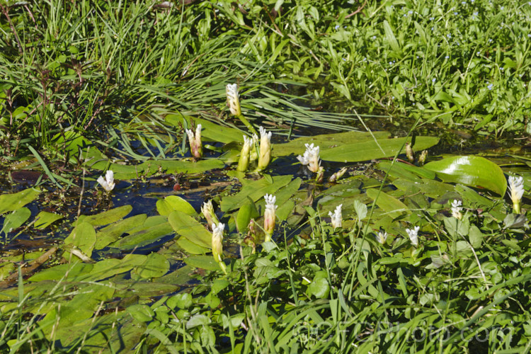 Water. Hawthorn or Cape. Pondweed (<i>Aponogeton distachyos</i>), a tuberous aquatic perennial native to South Africa, where it is grown for its edible buds and flowers. Water. Hawthorn has become widely naturalised in warm temperate and subtropical areas but is seldom invasive. aponogeton-3531htm'>Aponogeton. <a href='aponogetonaceae-plant-family-photoshtml'>Aponogetonaceae</a>.