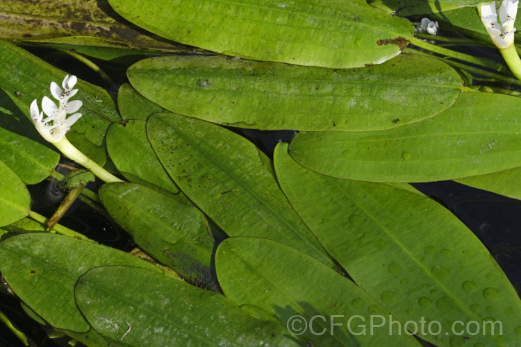 Water. Hawthorn or Cape. Pondweed (<i>Aponogeton distachyos</i>), a tuberous aquatic perennial native to South Africa, where it is grown for its edible buds and flowers. Water. Hawthorn has become widely naturalised in warm temperate and subtropical areas but is seldom invasive. aponogeton-3531htm'>Aponogeton. <a href='aponogetonaceae-plant-family-photoshtml'>Aponogetonaceae</a>.