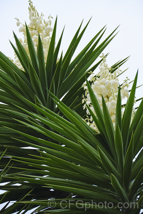 Spineless. Yucca or Giant Yucca (<i>Yucca gigantea [syns. Yucca guatemalensis, Yucca elephantipes]), a spear-leafed, tree-like, woody-stemmed, perennial found in southern Mexico and Central America. It grows to around 9m tall and has white to cream, bell-shaped flowers in summer.