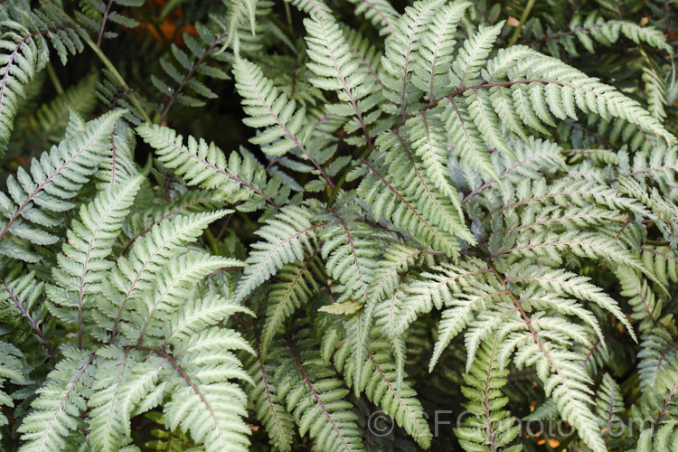 Japanese Painted. Fern (<i>Athyrium nipponicum 'Metallicum'), a beautifully variegated and coloured cultivar of a fern native to temperate. East Asia. The fronds can grow to 30cm long and are attractively layered. athyrium-2387htm'>Athyrium. <a href='athyriaceae-plant-family-photoshtml'>Athyriaceae</a>.