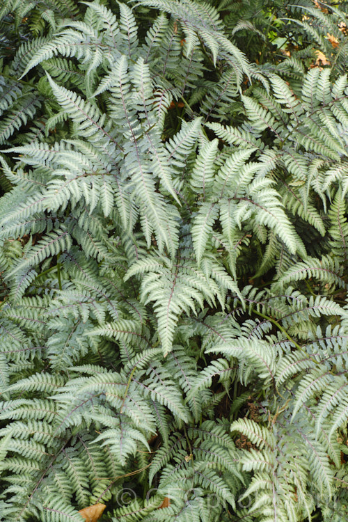 Japanese Painted. Fern (<i>Athyrium nipponicum 'Metallicum'), a beautifully variegated and coloured cultivar of a fern native to temperate. East Asia. The fronds can grow to 30cm long and are attractively layered. athyrium-2387htm'>Athyrium. <a href='athyriaceae-plant-family-photoshtml'>Athyriaceae</a>.