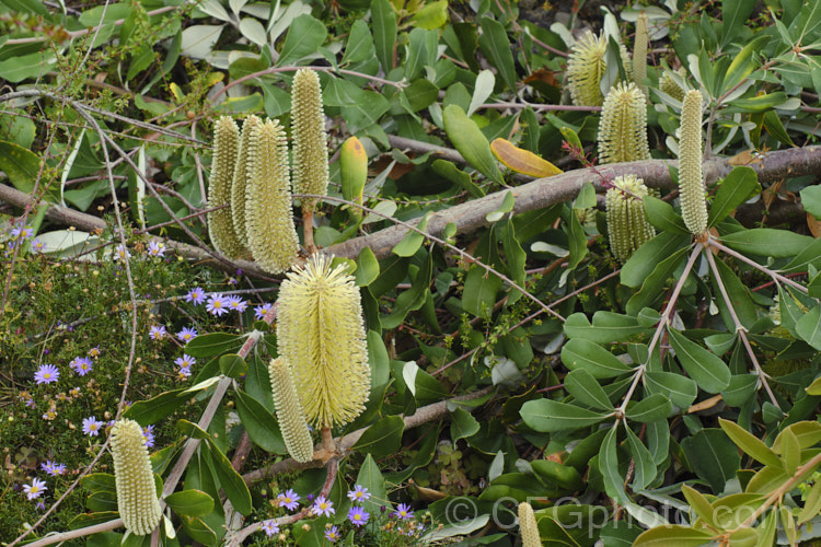 Banksia integrifolia Roller Coaster photo at Pictures of Plants