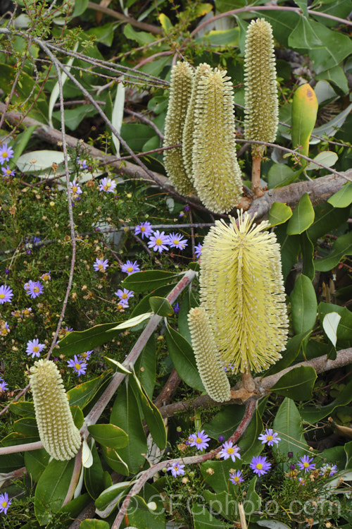 Banksia integrifolia 'Roller. Coaster', a trailing cultivar of the Coast. Banksia, an evergreen tree native to much of coastal eastern Australia. While the parent species grows to 15m tall, 'Roller. Coaster' does not usually exceed 60cm high but can have a considerable spread. Its flowerheads appear through most of the year and as with most banksias they are followed by woody seed cones. Order: Proteales, Family: Proteaceae