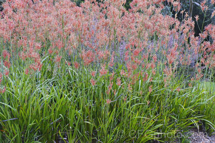 Tall Kangaroo. Paw (<i>Anigozanthos flavidus</i>), a summer-flowering perennial native to southwestern Australia. The flower stems are up to 15m high and the flowers, while commonly greenish yellow, may be red, orange or pink-toned. anigozanthos-2340htm'>Anigozanthos. <a href='haemodoraceae-plant-family-photoshtml'>Haemodoraceae</a>.