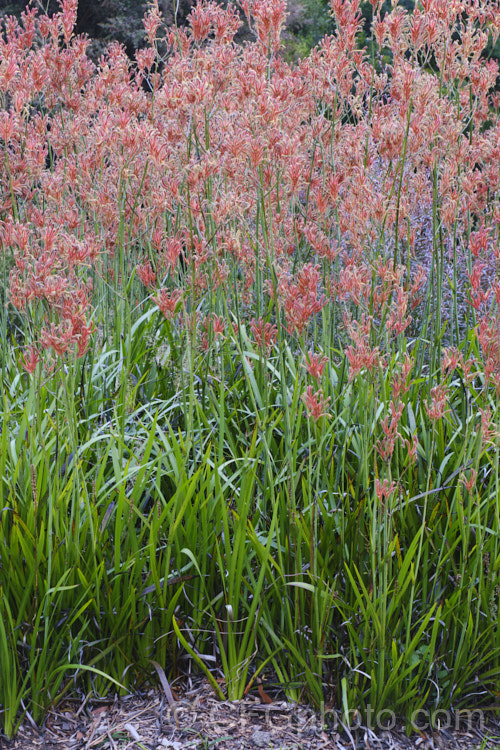 Tall Kangaroo. Paw (<i>Anigozanthos flavidus</i>), a summer-flowering perennial native to southwestern Australia. The flower stems are up to 15m high and the flowers, while commonly greenish yellow, may be red, orange or pink-toned. anigozanthos-2340htm'>Anigozanthos. <a href='haemodoraceae-plant-family-photoshtml'>Haemodoraceae</a>.