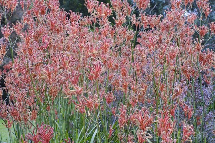 Tall Kangaroo. Paw (<i>Anigozanthos flavidus</i>), a summer-flowering perennial native to southwestern Australia. The flower stems are up to 15m high and the flowers, while commonly greenish yellow, may be red, orange or pink-toned. anigozanthos-2340htm'>Anigozanthos. <a href='haemodoraceae-plant-family-photoshtml'>Haemodoraceae</a>.