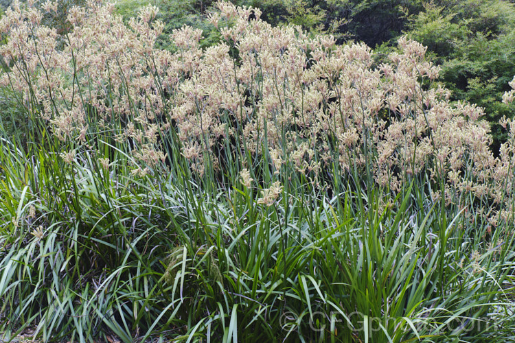 Tall Kangaroo. Paw (<i>Anigozanthos flavidus</i>), a summer-flowering perennial native to southwestern Australia. The flower stems are up to 15m high and the flowers, while commonly greenish yellow, may be red, orange or pink-toned. anigozanthos-2340htm'>Anigozanthos. <a href='haemodoraceae-plant-family-photoshtml'>Haemodoraceae</a>.