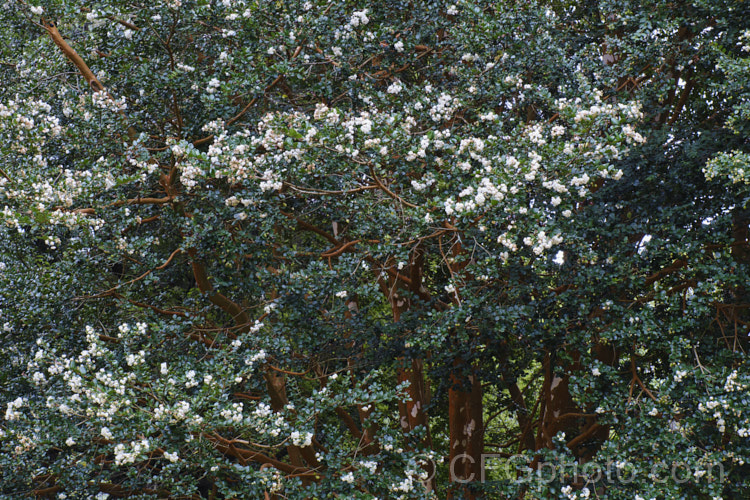 Luma (<i>Amomyrtus luma [syns. Myrtus luma, Luma apiculata]), an evergreen shrub or tree up to 20m tall. The scented flowers are followed by small, edible black berries. Native to Chile and Argentina. Order: Myrtales, Family: Myrtaceae