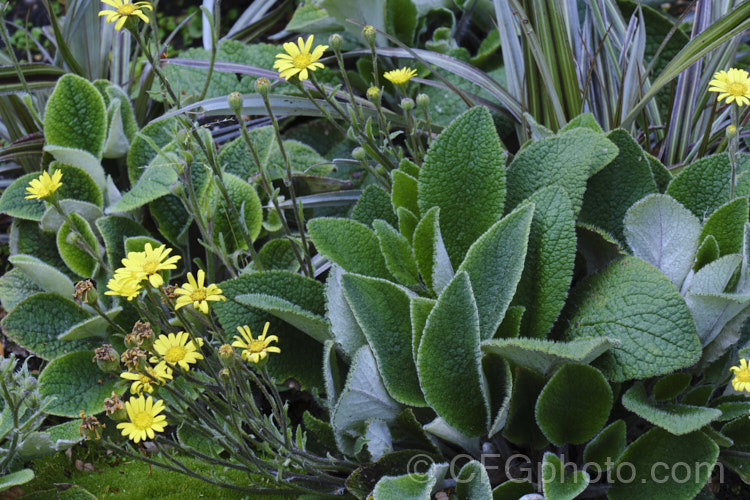 Yellow Rock Daisy (<i>Brachyglottis lagopus</i>), a variable rosette-forming New Zealand perennial usually found in damp, shaded grassland areas, often growing in rock crevices. It flowers intermittently through the year. brachyglottis-2162htm'>Brachyglottis.