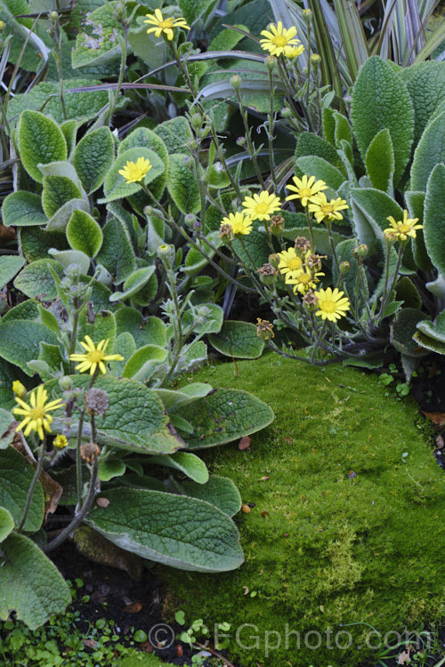 Yellow Rock Daisy (<i>Brachyglottis lagopus</i>), a variable rosette-forming New Zealand perennial usually found in damp, shaded grassland areas, often growing in rock crevices. It flowers intermittently through the year. brachyglottis-2162htm'>Brachyglottis.