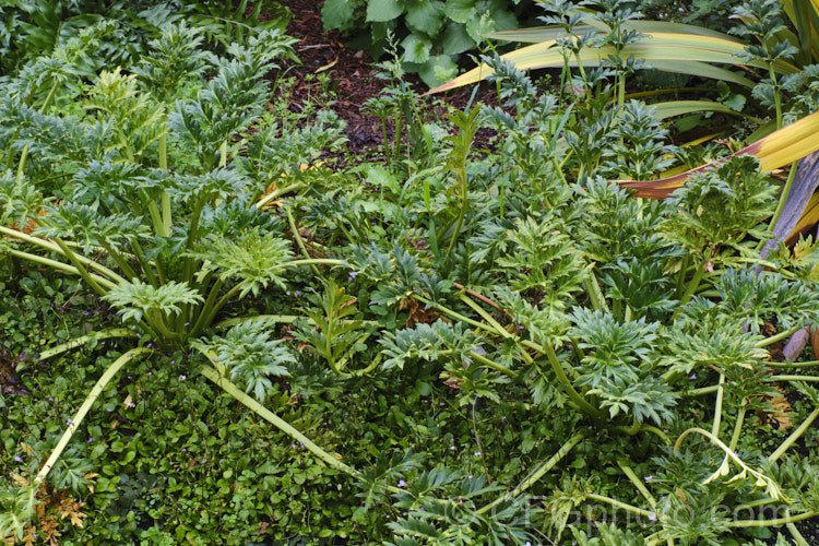 CampbellIsland Carrot (<i>Anisotome latifolia</i>), an evergreen umbelliferous perennial that is one of the megaherbs of Auckland and CampbellIslands, where it can be quite abundant. It produces showy pink flowerheads in summer. anisotome-2341htm'>Anisotome.