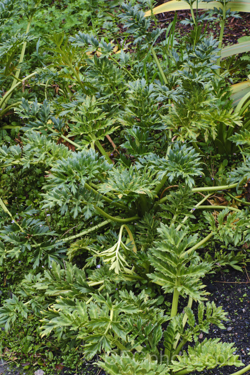 CampbellIsland Carrot (<i>Anisotome latifolia</i>), an evergreen umbelliferous perennial that is one of the megaherbs of Auckland and CampbellIslands, where it can be quite abundant. It produces showy pink flowerheads in summer. anisotome-2341htm'>Anisotome.