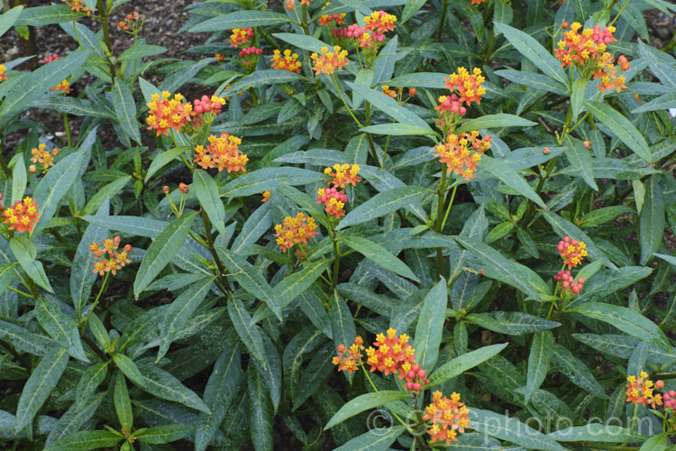 Blood. Flower or Mexican Butterfly. Weed (<i>Asclepias curassavica</i>), an annual or short-lived perennial subshrub native. South America. Cultivated in temperate gardens, it can become a weed in the tropics. It is one of the preferred milkweed food plants of the Monarch. Butterfly (<i>Danaus plexippus</i>). asclepias-2371htm'>Asclepias. Order: Gentianales, Family: Apocynaceae