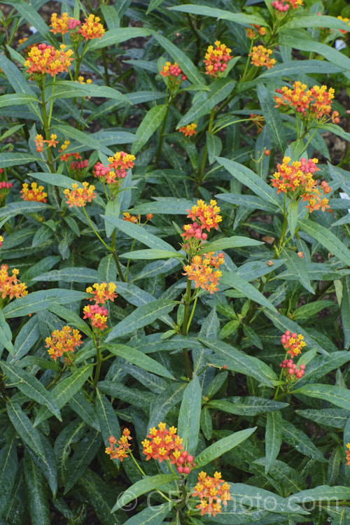 Blood. Flower or Mexican Butterfly. Weed (<i>Asclepias curassavica</i>), an annual or short-lived perennial subshrub native. South America. Cultivated in temperate gardens, it can become a weed in the tropics. It is one of the preferred milkweed food plants of the Monarch. Butterfly (<i>Danaus plexippus</i>). asclepias-2371htm'>Asclepias. Order: Gentianales, Family: Apocynaceae