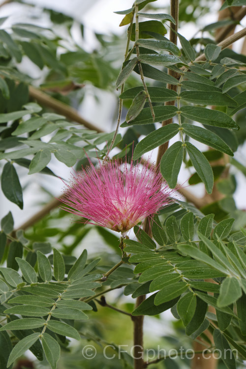 Red Powder. Puff (<i>Calliandra haematocephala</i>), an evergreen small tree up to 5m tall, native to Bolivia and neighbouring parts of tropical South America. The flower colour ranges from white to vivid red. calliandra-2621htm'>Calliandra.