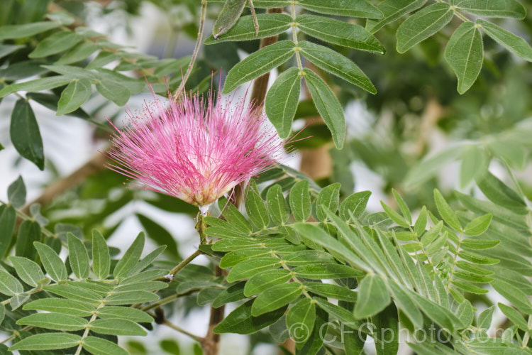 Red Powder. Puff (<i>Calliandra haematocephala</i>), an evergreen small tree up to 5m tall, native to Bolivia and neighbouring parts of tropical South America. The flower colour ranges from white to vivid red. calliandra-2621htm'>Calliandra.