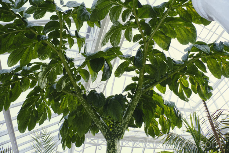 Titan. Arum (<i>Amorphophallus titanum</i>), a Sumatran aroid with a huge flower spike up to 3m tall, which pollinated by carrion, has avery unpleasant smell. Once flowering has finished the plant pushes up what appear to be branched trunk, but which is actually a single giant compound leaf. In addition to these oddities, it also produces the world's largest corm, which can exceed 100kg in weight. Order: Alismatales, Family: Araceae