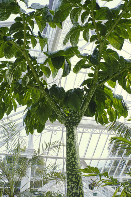 Titan. Arum (<i>Amorphophallus titanum</i>), a Sumatran aroid with a huge flower spike up to 3m tall, which pollinated by carrion, has avery unpleasant smell. Once flowering has finished the plant pushes up what appear to be branched trunk, but which is actually a single giant compound leaf. In addition to these oddities, it also produces the world's largest corm, which can exceed 100kg in weight. Order: Alismatales, Family: Araceae