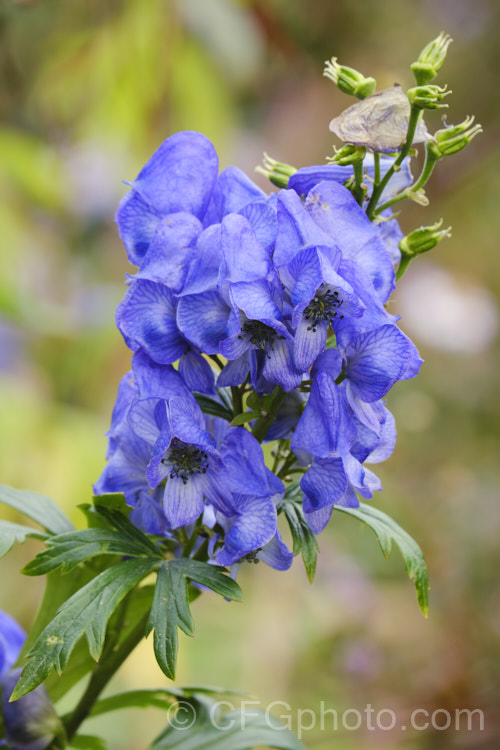 Monkshood, Wolf's Bane or Friar's Cap (<i>Aconitum napellus</i>), a summer- to autumn-flowering perennial that occurs naturally over much of the northern temperate region. Its stems can grow to over 1m tall, but often bend over under the weight of flowers once they begin to bloom. Extracts are used in some herbal medicine, but the plant is quite toxic, potentially fatally. Order: Ranunculales, Family: Ranunculaceae