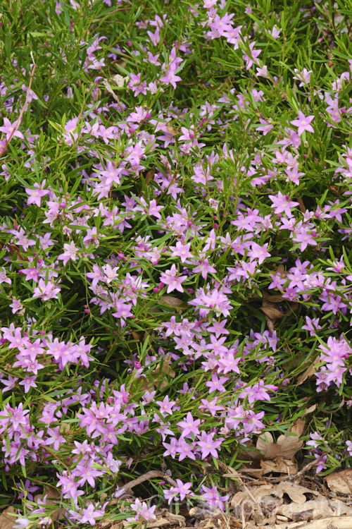 Crowea 'Festival', a hybrid evergreen Australian shrub that grows to around 15m high and wide. It has relatively large flowers for a crowea and the foliage develops red to bronze tones in winter, which is also when the flowering starts. crowea-2833htm'>Crowea.