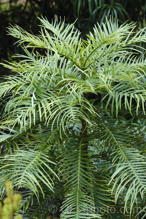 Wollemi. Pine (<i>Wollemia nobilis</i>), an evergreen conifer up to 40m tall, discovered in a narrow gorge in the Wollemi. National. Park, northwest of Sydney,Australia in 1994. The genus is thought to be around 200 million years old, is a member of the Araucariaceae and related to the Monkey Puzzle and Norfolk Island Pine. Although extremely rare in the wild, the Wollemi. Pine is slowly entering cultivation. wollemia-2935htm'>Wollemia. <a href='araucariaceae-plant-family-photoshtml'>Araucariaceae</a>.