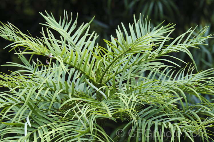 Wollemi. Pine (<i>Wollemia nobilis</i>), an evergreen conifer up to 40m tall, discovered in a narrow gorge in the Wollemi. National. Park, northwest of Sydney,Australia in 1994. The genus is thought to be around 200 million years old, is a member of the Araucariaceae and related to the Monkey Puzzle and Norfolk Island Pine. Although extremely rare in the wild, the Wollemi. Pine is slowly entering cultivation. wollemia-2935htm'>Wollemia. <a href='araucariaceae-plant-family-photoshtml'>Araucariaceae</a>.