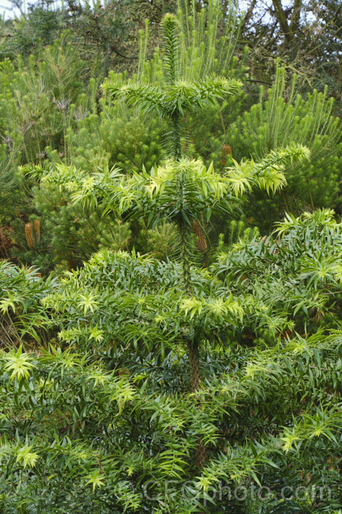 Bunya Bunya (<i>Araucaria bidwillii</i>), a 45m tall evergreen conifer native to Queensland, Australia. It is a near relative of the monkey puzzle tree and Norfolk Island pine. Order: Pinales, Family: Araucariaceae