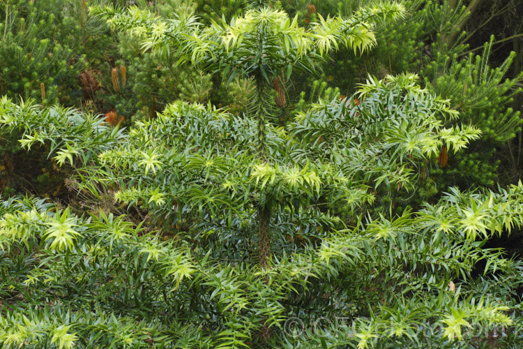 Bunya Bunya (<i>Araucaria bidwillii</i>), a 45m tall evergreen conifer native to Queensland, Australia. It is a near relative of the monkey puzzle tree and Norfolk Island pine. Order: Pinales, Family: Araucariaceae