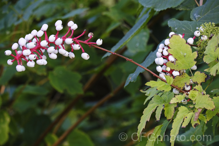 White Baneberry, White Cohosh or White Doll's Eyes (<i>Actaea pachypoda</i> [syn. <i>Actaea alba</i>]), a summer-flowering perennial native to eastern and midwestern North America. It has spikes of white flowers but is cultivated for its distinctive red-stemmed white berries. It grows to around 50cm high x 90cm wide. Order: Ranunculales, Family: Ranunculaceae