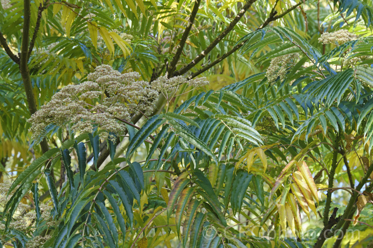 Japanese Prickly Ash (<i>Zanthoxylum ailanthoides</i>), a deciduous tree that can grow to 18m tall It has sprays of small greenish white flowers that develop into clusters of purple-black berries. The tree is native to Japan and nearby parts of China and temperate to subtropical East Asia.