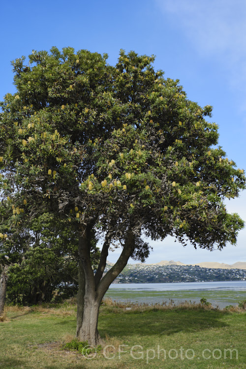 Coast. Banksia (<i>Banksia integrifolia</i>), an evergreen tree native to much of coastal eastern Australia. It grows to 15m tall, its flowerheads appear through most of the year and as with most banksias they are followed by woody seed cones. Order: Proteales, Family: Proteaceae