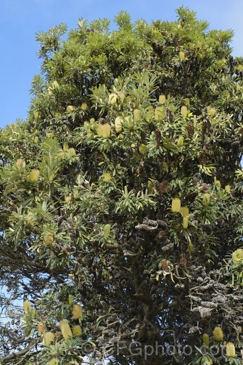 Coast. Banksia (<i>Banksia integrifolia</i>), an evergreen tree native to much of coastal eastern Australia. It grows to 15m tall, its flowerheads appear through most of the year and as with most banksias they are followed by woody seed cones. Order: Proteales, Family: Proteaceae