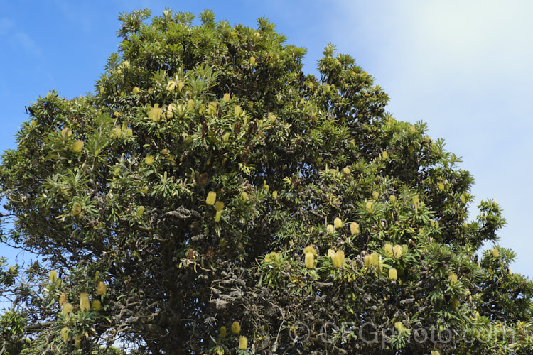 Coast. Banksia (<i>Banksia integrifolia</i>), an evergreen tree native to much of coastal eastern Australia. It grows to 15m tall, its flowerheads appear through most of the year and as with most banksias they are followed by woody seed cones. Order: Proteales, Family: Proteaceae