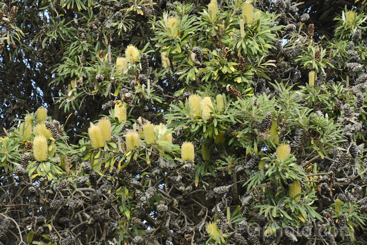 Coast. Banksia (<i>Banksia integrifolia</i>), an evergreen tree native to much of coastal eastern Australia. It grows to 15m tall, its flowerheads appear through most of the year and as with most banksias they are followed by woody seed cones. Order: Proteales, Family: Proteaceae