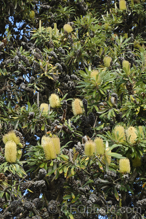 Coast. Banksia (<i>Banksia integrifolia</i>), an evergreen tree native to much of coastal eastern Australia. It grows to 15m tall, its flowerheads appear through most of the year and as with most banksias they are followed by woody seed cones. Order: Proteales, Family: Proteaceae