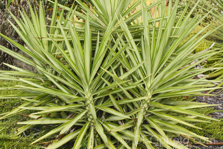 Yucca gigantea (syns. Yucca guatemalensis, Yucca elephantipes]) 'Silver Star', a variegated cultivar of the Spineless. Yucca or Giant Yucca, a spear-leafed, tree-like, woody-stemmed, perennial found in southern Mexico and Central America. It grows to around 9m tall and has white to cream, bell-shaped flowers in summer.